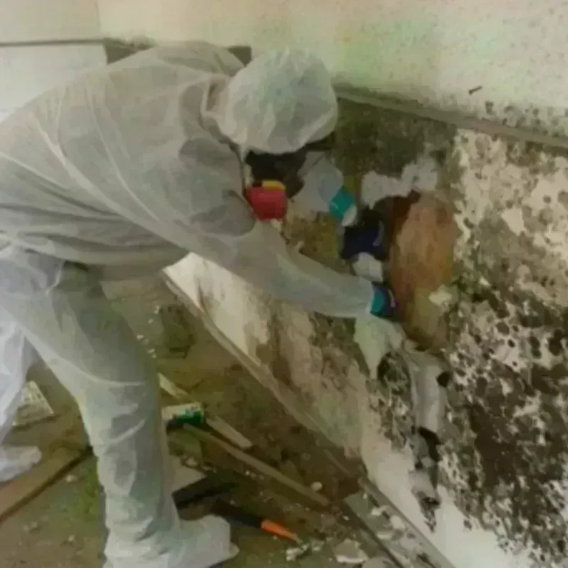 Mold Remediation and Removal in Holmes County, OH